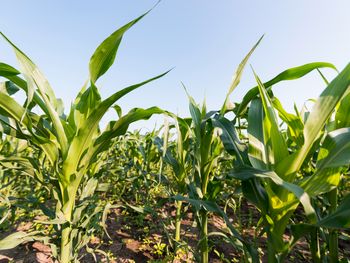 Argentina podría sumar 10 millones de toneladas de granos sin sembrar una hectárea más.  Foto: Freepik