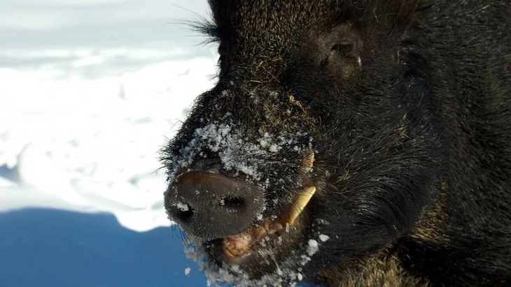 El fallo a favor de los conejos genera preocupaci&oacute;n en la Patagonia por el jabal&iacute;.