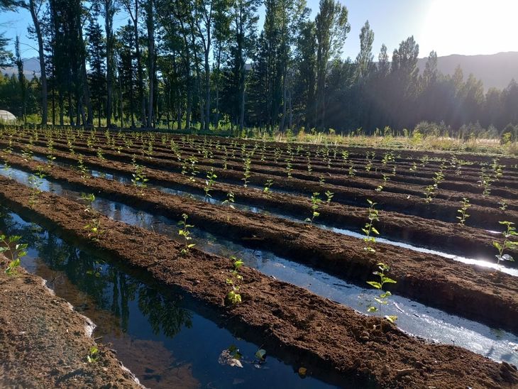 La demanda del vivero incluye no solo la provincia de Neuquén, sino también la de Río Negro. Foto: gentileza.