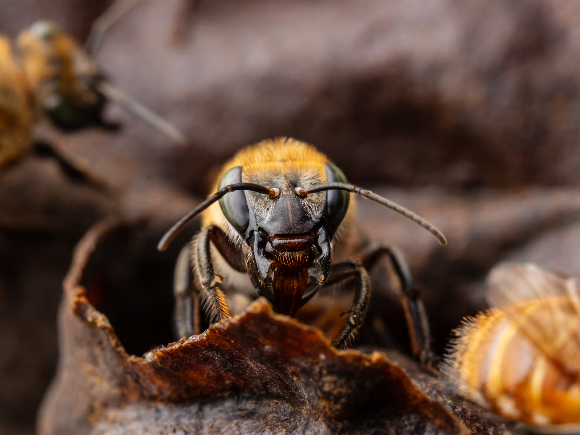 Abeja Melipona eburnea polinizando flores en la selva central de Satipo, Junín.
