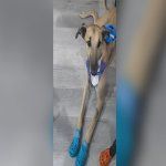 Burlete, el perro que es todo amor. | LM Neuquen Burlete, el perro que es todo amor.