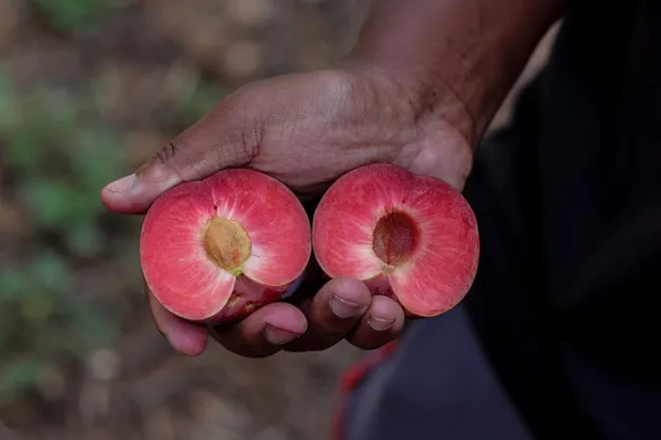 En esta nueva variedad comienza la cosecha en la semana 47/48. En esta nueva variedad comienza la cosecha en la semana 47/48.