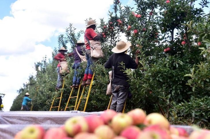 Brasil es uno de los principales países productores de manzana con una cosecha anual promedio en torno a los 1,1 millones de toneladas.
