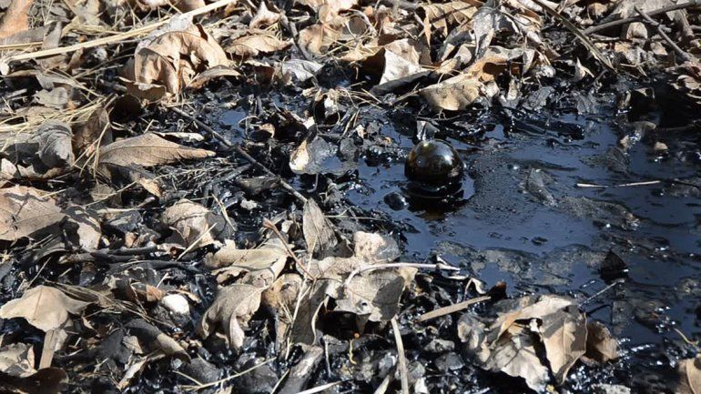 Un perro murió al caer a un pozo de brea asfáltica