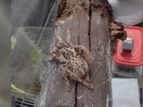 En un insólito hallazgo, se encontraron cientos de arañas en una casa en Córdoba.