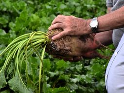 la remolacha, verde en invierno, puede ser el comodin ideal para la ganaderia la remolacha, verde en invierno, puede ser el comodin ideal para la ganaderia