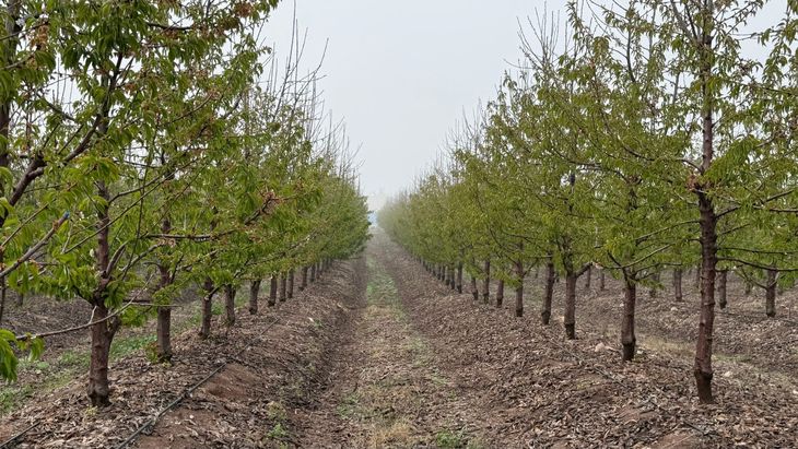 Las plantaciones comienzan a mostrar buenos niveles de producción pese a las tempranas edades que presentan. Las plantaciones comienzan a mostrar buenos niveles de producción pese a las tempranas edades que presentan.