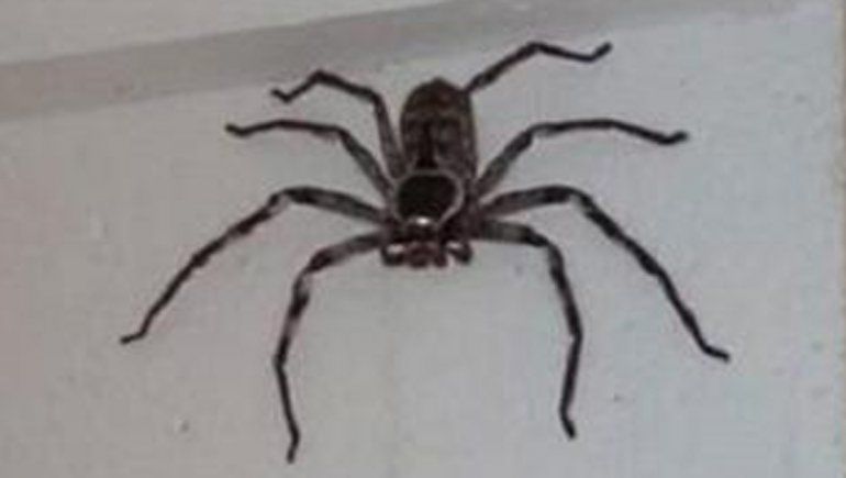 Viral: fue a buscar su cuaderno y encontró una araña gigante
