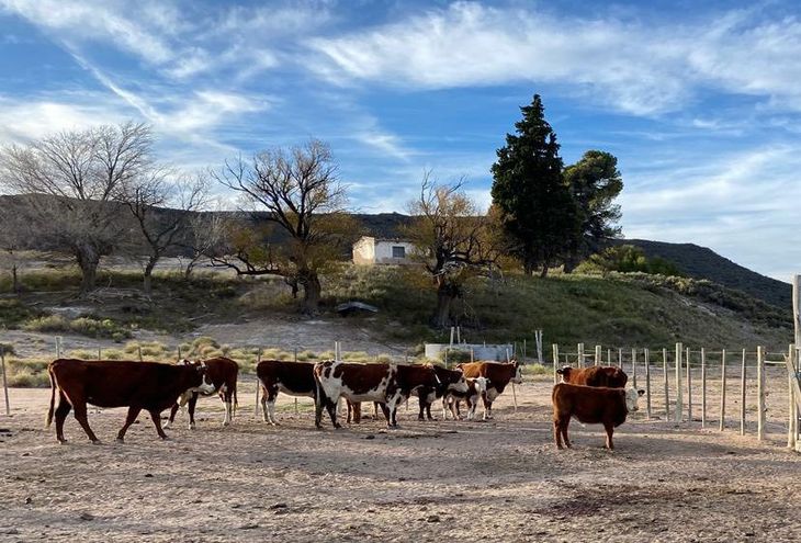 Abandono progresivo de los campos – Censo 2018 revela predios vacíos, sin animales ni gente, impulsando la transición. Foto: Ente de la Región Sur. Abandono progresivo de los campos – Censo 2018 revela predios vacíos, sin animales ni gente, impulsando la transición. Foto: Ente de la Región Sur.