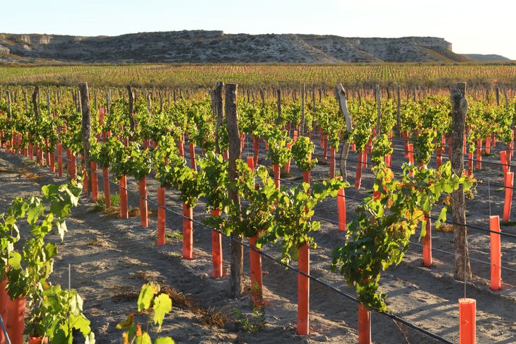 El vino más caro de Argentina es de Patagonia y lo compra un magnate de China