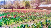 Tulipanes, la experiencia que se retoma en Huinganco.
