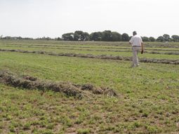 La alfalfa se perfila como una alternativa de reconversión.