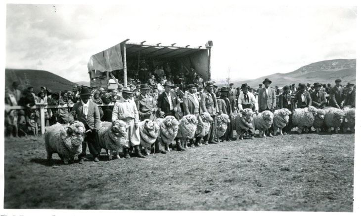 Foto histórica de una Expo de la Sociedad Rural del Neuquén, cuando el ganado lanar era más fuerte en la provincia. Foto: gentileza SRN. Foto histórica de una Expo de la Sociedad Rural del Neuquén, cuando el ganado lanar era más fuerte en la provincia. Foto: gentileza SRN.