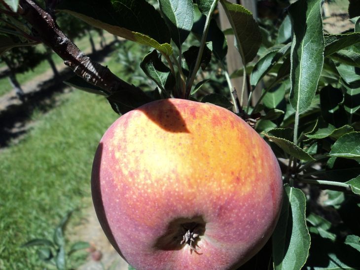 En este caso se observa una manzana dañada por una asoleado intenso. En este caso se observa una manzana dañada por una asoleado intenso.