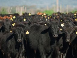 Los stocks vacunos muestran sensibles bajas en países productores clave para el negocio ganadero. Los stocks vacunos muestran sensibles bajas en países productores clave para el negocio ganadero.