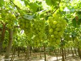 Investigadores y agricultores prueban que la tecnología de sensores permite disminuir drásticamente el uso de agua en la producción de uva de mesa destinada a exportación.