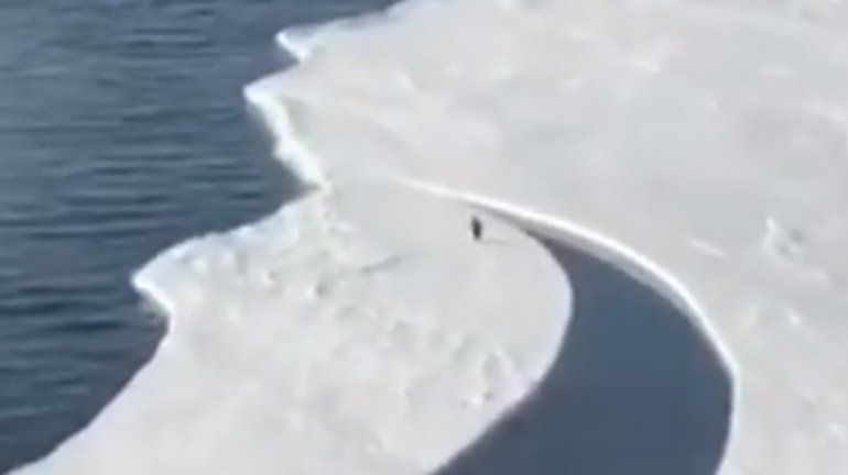 Así fue la increíble hazaña de un pingüino en la Antártida para salvar su vida