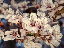 La mayor parte de la fruta de carozo en el valle está en plena floración y cuaje de fruto. La mayor parte de la fruta de carozo en el valle está en plena floración y cuaje de fruto.