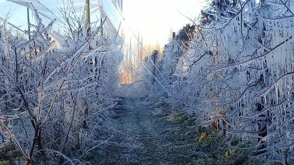 Una helada de 14 horas castigó a la fruticultura