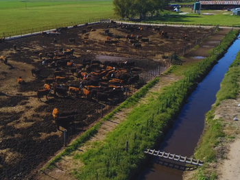 Propuestas para mejoarar las condiciones de los feedlots.