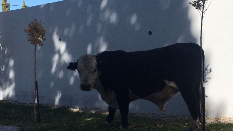 Perros, gatos y hasta caballos sueltos, pero... ¿una vaca?