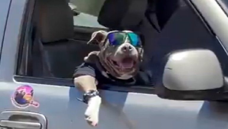 Este perrito es viral en Twitter por derrochar su estilo