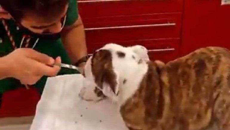 Veterinario es viral por su forma de tratar a un perrito