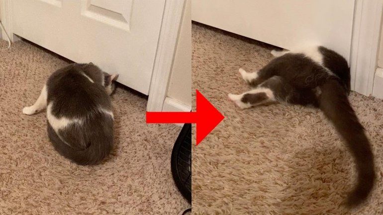 Esta gatita no deja de sumar reproducciones en YouTube