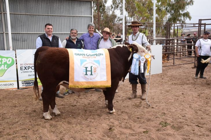 El Gran Campeón Hereford, de la Cabaña Río Pico, logró una oferta de 5 millones de pesos. Foto: Federación de Sociedades Rurales de Río Negro. El Gran Campeón Hereford, de la Cabaña Río Pico, logró una oferta de 5 millones de pesos. Foto: Federación de Sociedades Rurales de Río Negro.