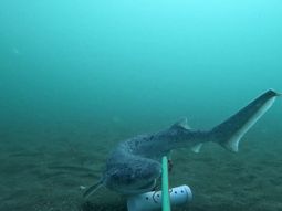 La investigación busca determinar qué impacto tiene la pesca deportiva. La investigación busca determinar qué impacto tiene la pesca deportiva.