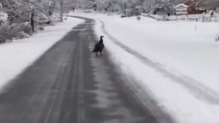 Rescatan a un cóndor herido que caminaba por la Ruta de los Siete Lagos