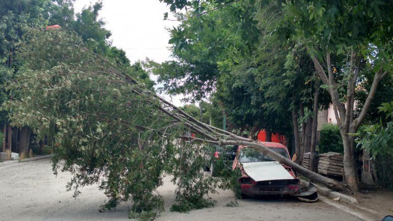 Las fuertes ráfagas de viento tiraron un árbol en un barrio de Junín de los Andes