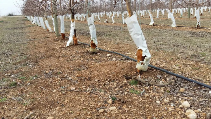 Los ataques -a olivos y parras. por ejemplo- no son estacionales ni aislados. Los ataques -a olivos y parras. por ejemplo- no son estacionales ni aislados.