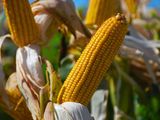 Se buscar llevar adelante una recopilación y análisis de datos en el sector agropecuario, forestal y pesquero.