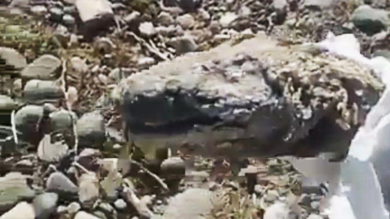 Así era la serpiente que apareció en Valentina