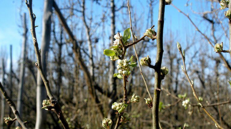 Las heladas no provocaron daños en las chacras