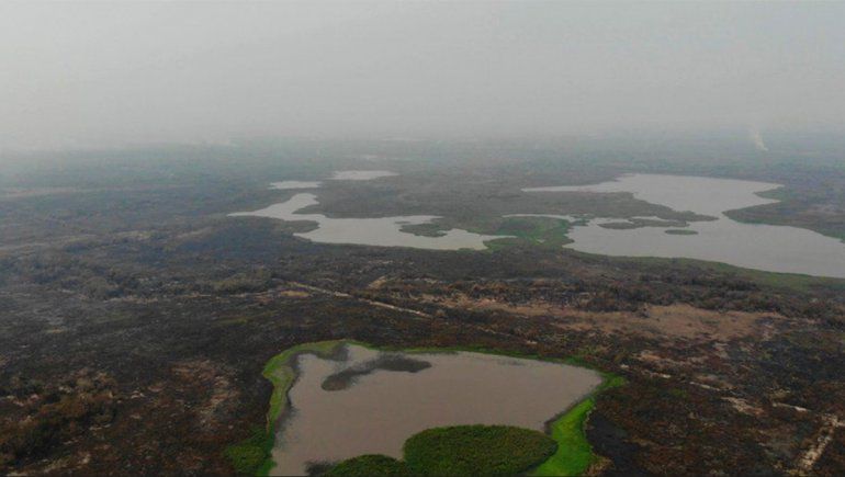 Incendios forestales en Brasil: millones de animales muertos