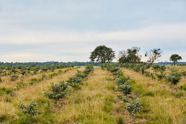 Rolón Cué, uno de los proyectos de forestación de AIKE en el Litoral argentino. Rolón Cué, uno de los proyectos de forestación de AIKE en el Litoral argentino.
