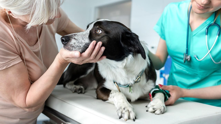 Cómo se despiden los perros de sus dueños: las señales para reconocer si se sienten mal