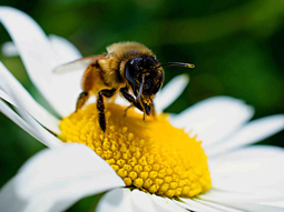 la apicultura en debate: ¿amenaza o aliada alimentaria? la apicultura en debate: ¿amenaza o aliada alimentaria?
