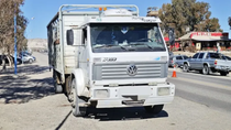 un camion trasladaba casi 50 animales a neuquen sin autorizacion y fue detenido