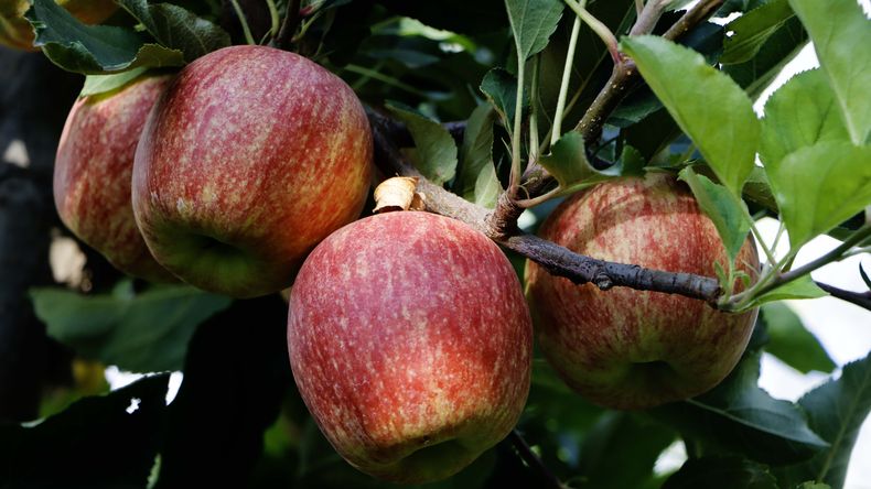 Inicia la cosecha de manzana Red: problemas a tener en cuenta