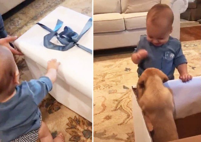 El video se hizo viral por la reacción de alegría del bebé al ver al cochorro.