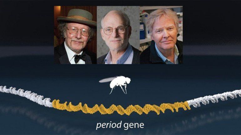 Nobel de Medicina a descubrimientos sobre el reloj biológico