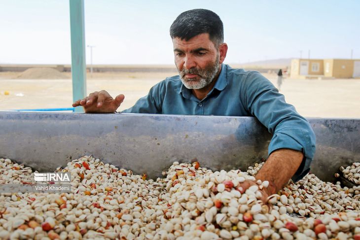 La potente reactivación de Irán, que volvió a niveles récord de exportación, fue clave para que el pistacho registrara su mejor año en oferta y comercio mundial. La potente reactivación de Irán, que volvió a niveles récord de exportación, fue clave para que el pistacho registrara su mejor año en oferta y comercio mundial.