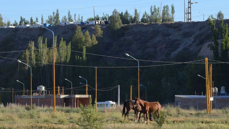 Vecinos de Nueva España denuncian la presencia de animales sueltos: Es un peligro y nadie se hace cargo | LM Neuquen Vecinos de Nueva España denuncian la presencia de animales sueltos: Es un peligro y nadie se hace cargo