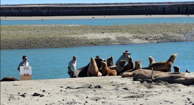 Los rescatistas tuvieron que esperar a que la hembra se alejara del grupo para poder atraparla y salvarla. Los rescatistas tuvieron que esperar a que la hembra se alejara del grupo para poder atraparla y salvarla.