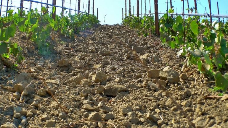 El vino: el mejor negocio donde ninguna otra cosa funciona