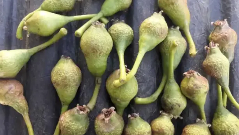 Helada antártica castigó muy duro a la pera del Alto Valle