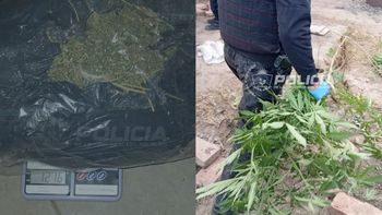 en un allanamiento por amenazas, la policia dio con mas de un kilo de marihuana y casi 40 plantas en un allanamiento por amenazas, la policia dio con mas de un kilo de marihuana y casi 40 plantas